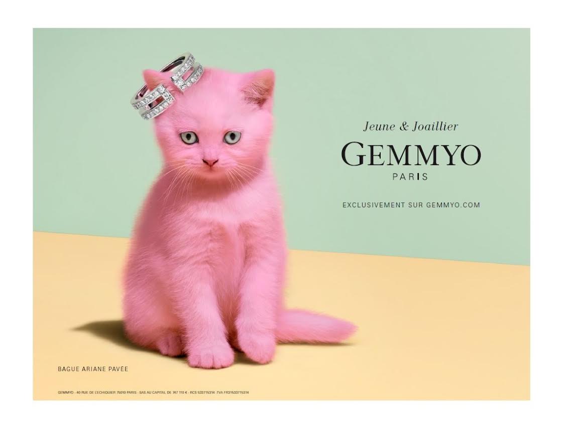 chat campagne gemmyo