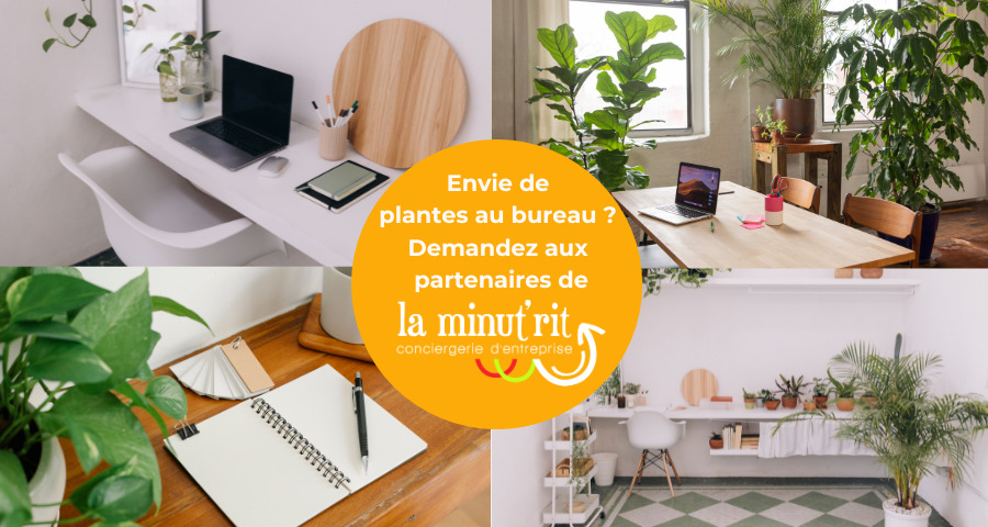 Pour ou contre les plantes au bureau ?